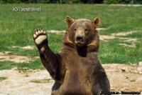 Медведь-Тюмень фотография